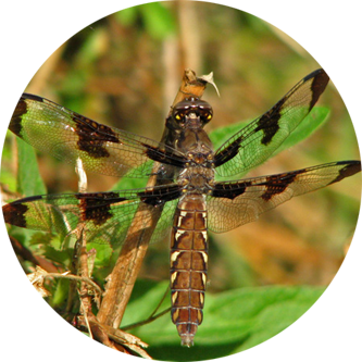 dragonfly insect graphic paige's dragonfly lome marsupial