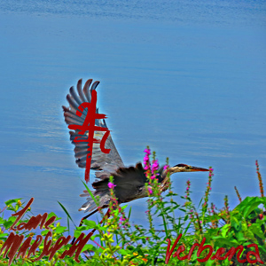 verbena (2023) lome marsupial album page open