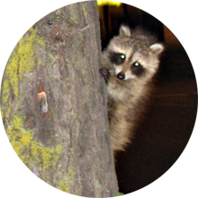 humans are rotten animals are holy sphere