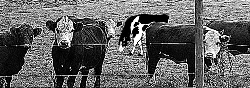 cow coffee banner
